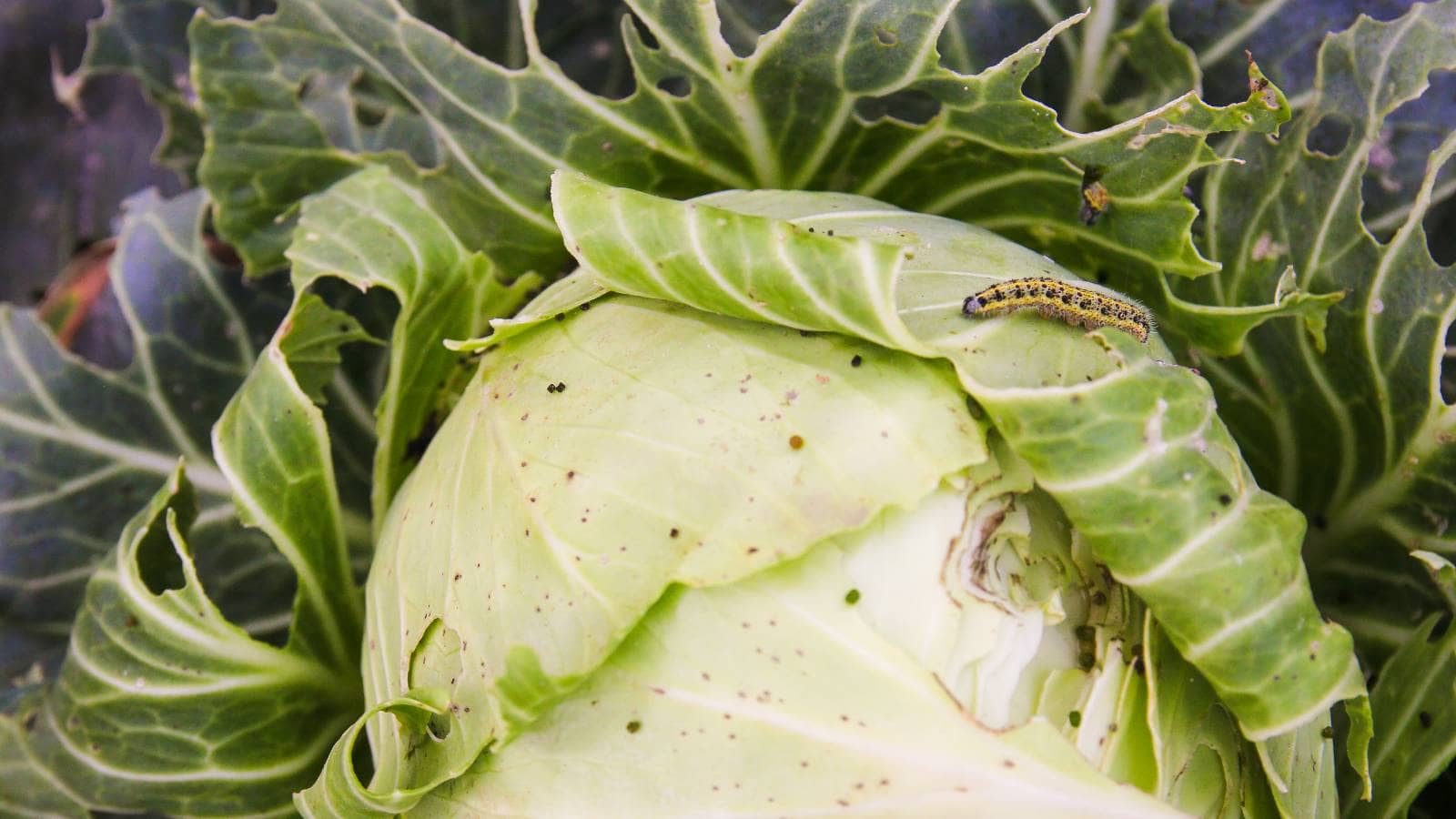 cabbage worm health hazards